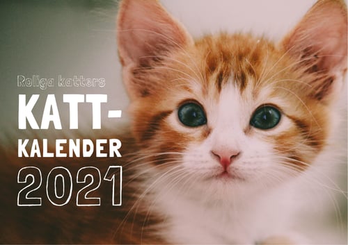 Roliga katters kattkalender 2021 1 stk