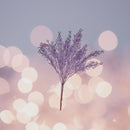 Zwischen Baumblütenzweigen - Lila